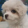 thuythuy8223