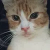choruuu_