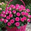 susanna_20_03