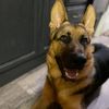 gsdlovingtech