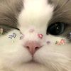 nozee045