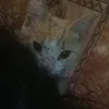 _tengamosungato