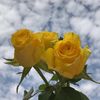 mody_rt