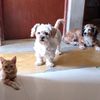 nellyincatito
