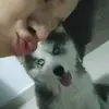 husky.kira.tiktok