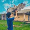 tuan_kiet_falconry