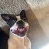 buddytheeboston