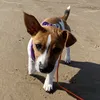 ruby_doothejackrussell