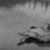 panzer_of_the_lake