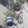 marisol8d
