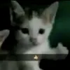 justariesokay