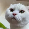 bolatuanminhhh