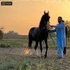hamzaabbas1060