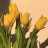 rufaro_nomsa