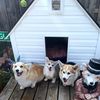 sedgwickcorgis