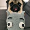 loo.the.pug