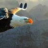 hanyahmed243