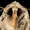 moth_demon