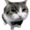 gattoalienn