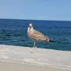 bawcinooo
