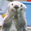 dunnooooquim