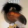skebob364