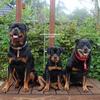 MJ rottweilers❤️