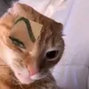 s1llycar_