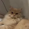 ppasipapasi
