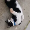 dylis.meow_