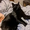 guinnessykitty