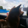 iza.lvrj