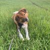 alliedadog