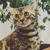 shugaleyalex