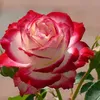 flavia151169