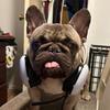 mr.frenchie.gaming