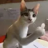 zjjsshaf