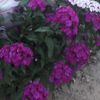 selimli6