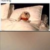tiktok.comizzyme