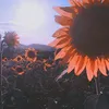 aluapaulaaa