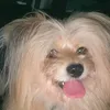 dianoey