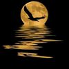 taha_ahmed6336