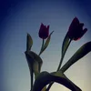 mu2299mu