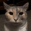 lizycat._