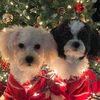 Bruno & Charlie