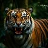 bengal_tigerrr