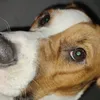 seamaalosanimales