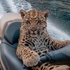 Fahoood🤴🏾🐆