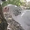 umputun