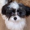 lucythemaltipoo0